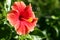 Red Orange Tropical Hibiscus