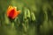 Red and orange tulip bloom, red beautiful tulips field in spring time with sunlight, floral background, garden scene, Holland, Net