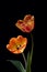 Red and orange tulip flowers isolated on black background. Tulip flower heads isolated on black. Spring flowers
