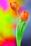 Red orange tulips against psychedelic colors background