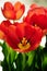 Red orange tulips in bloom closeup