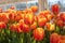 Red and orange tulips bloom in a greenhouse
