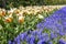 The red and orange tulips combine beautifully with the common grape hyacinth Muscari