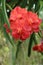 Red orange vanda orchid, natural garden scene