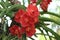 Red orange vanda orchid, natural garden scene