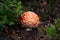 Red Orange and White Speckled Fly Agaric Mushroom