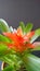 Red, Orange and yellow Bromeliad