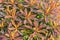 Red, orange, and yellow Euphorbia `Bonfire` foliage