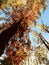 Red, orange, and yellow fall foliage in the autumn sun - TREES - FALL