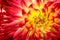 Red, orange and yellow flame colors dahlia flower with yellow center close up macro photo and geometric pattern