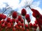 Red Orange Yellow Prince of Austria Tulips flower shot from below close up against blue cloudy sky and bare leafless tree branches