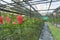 Red Orchid , Ascocenda hybrid orchid plant nursery in the farm