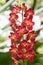 Red Orchid ,Ascocenda orchid