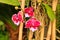 Red orchid in tropical surroundings