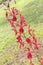 Red orchids beautiful natural