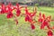 Red orchids beautiful natural