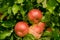 Red organic apples