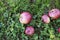 Red Organic Apples laying on the ground