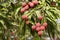 Red Organic Lichi Fruit on Tree