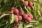 Red Organic Lichi Fruit on Tree