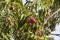 Red Organic Lichi Fruit on Tree