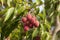 Red Organic Lichi Fruit on Tree