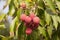 Red Organic Lichi Fruit on Tree