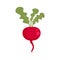 Red organic radish icon flat isolated vector