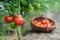 Red organic tomato plant and fruit