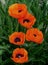 Red Oriental Poppies with green foliage background in garden