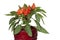 Red ornamental capsicum plants