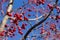 Red ornamental crab apple berries in fall