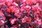 Red ornamental flowers near the fountains of the National Palace of Culture in the capital city of Sofia