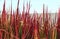 Red ornamental grass Imperata cylindrica `Red Baron`