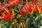 Red ornamental pepper plants with peppers