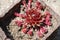 Red ornamental plant of succulents in the natural environment, close-up