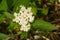 Red Osier Dogwood - Cornus sericea