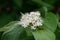 Red Osier Dogwood (Cornus sericea) Flower Detail