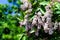 Red-osier Dogwood (Red Willow) white berry in garden