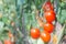 Red oval tomatoes ripen in a bunch on the stem of a tomato bush