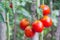 Red oval tomatoes ripen in a bunch on the stem of a tomato bush