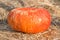 Red overripe pumpkin lies on a straw bed