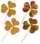 Red Oxalis leaves