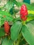 the red pacing flower medicinal plant has healing properties