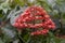 Red pagoda flower bloom in the garden on blur nature background with free space, is a Thai herb.