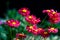 Red painted daisy flowers Pyrethrum Daisy. Pyrethrum was a genus