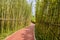 Red-painted path in bamboo on sunny spring day