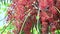 Red palm seeds growing on tree in garden in rain season