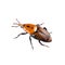 Red palm weevil