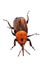 Red palm weevil